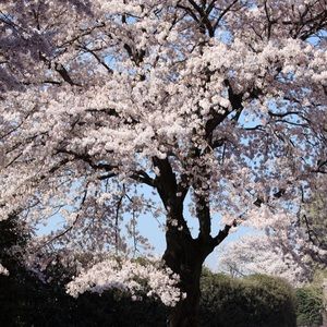 Meet your Posher, Nydia